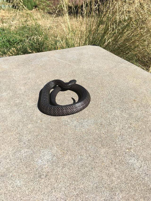 世界十大毒蛇之一的黑虎蛇,全身黑色眼睛看起来很吓人!