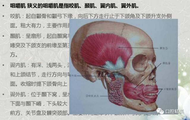 口腔解剖