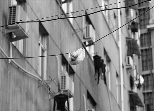 高空坠狗砸瘫人:法律连坐是不得已的正义