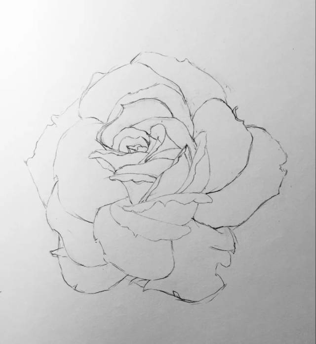 铅笔素描 | 一支笔画一朵花