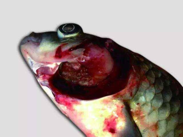 鱼鳃里面的寄生虫图片图片