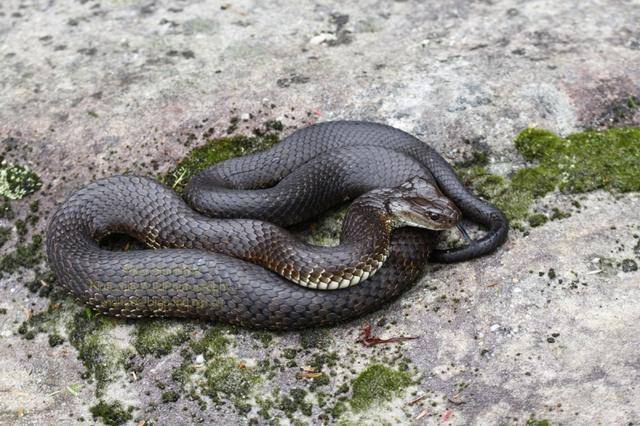 世界第一毒蛇 吓人图片