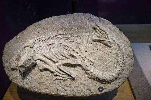 化石就是石化的动物骨骼吗?