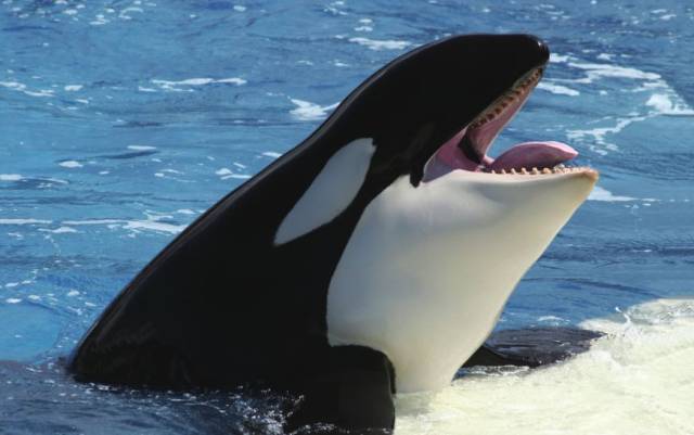 哺乳类动物 虎鲸.