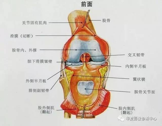 膝关节解剖图谱-值得收藏