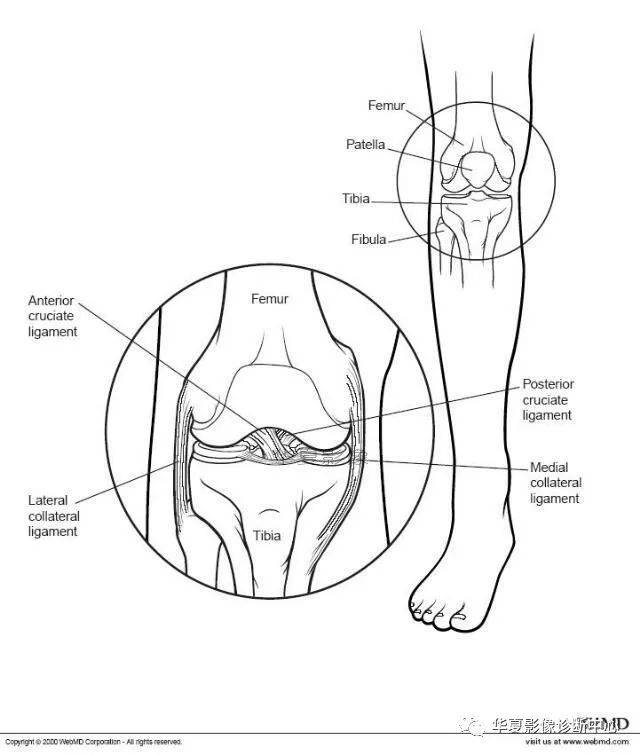 膝关节解剖图谱