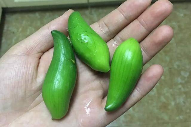 这种瓜被人们称为辣椒瓜,不过它可一点都不辣,你有没有吃过呢?