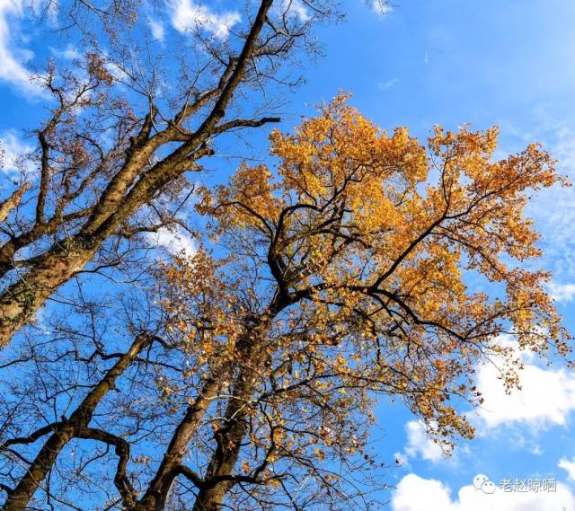 东松岭上枫叶红|行摄_手机搜狐网