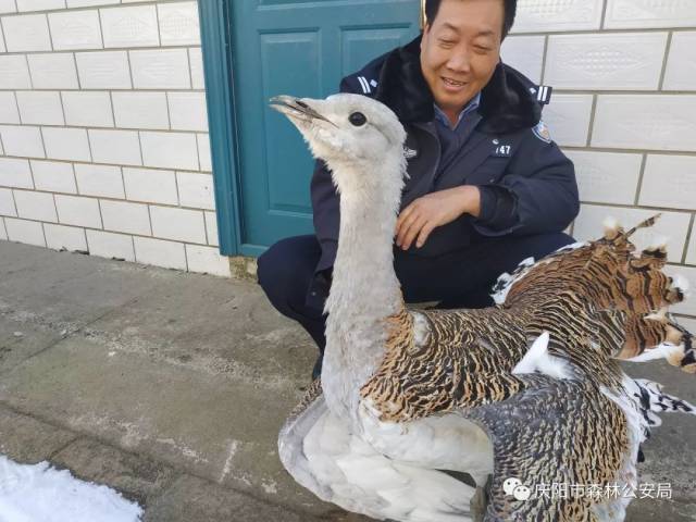 慶陽發現國家一級野生保護動物