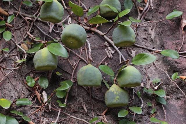 薜荔 滴水岩的味道