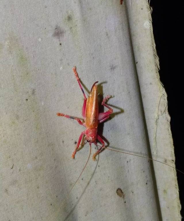 鞭蝎 法医叔叔送我的 黑斑小盾沫蝉 快来欣赏一下摄影大师的照片