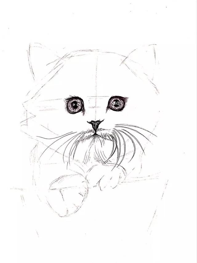 针管笔手绘 | 超详细步骤画一只小猫咪