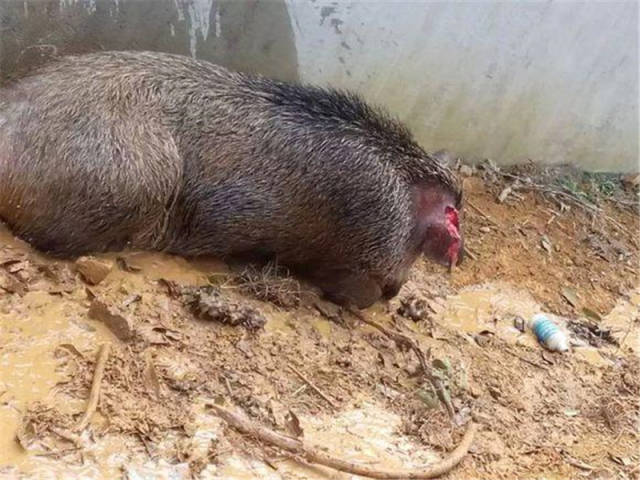 比特犬大战野猪,野猪奋力挣扎,结局却让人意想不到