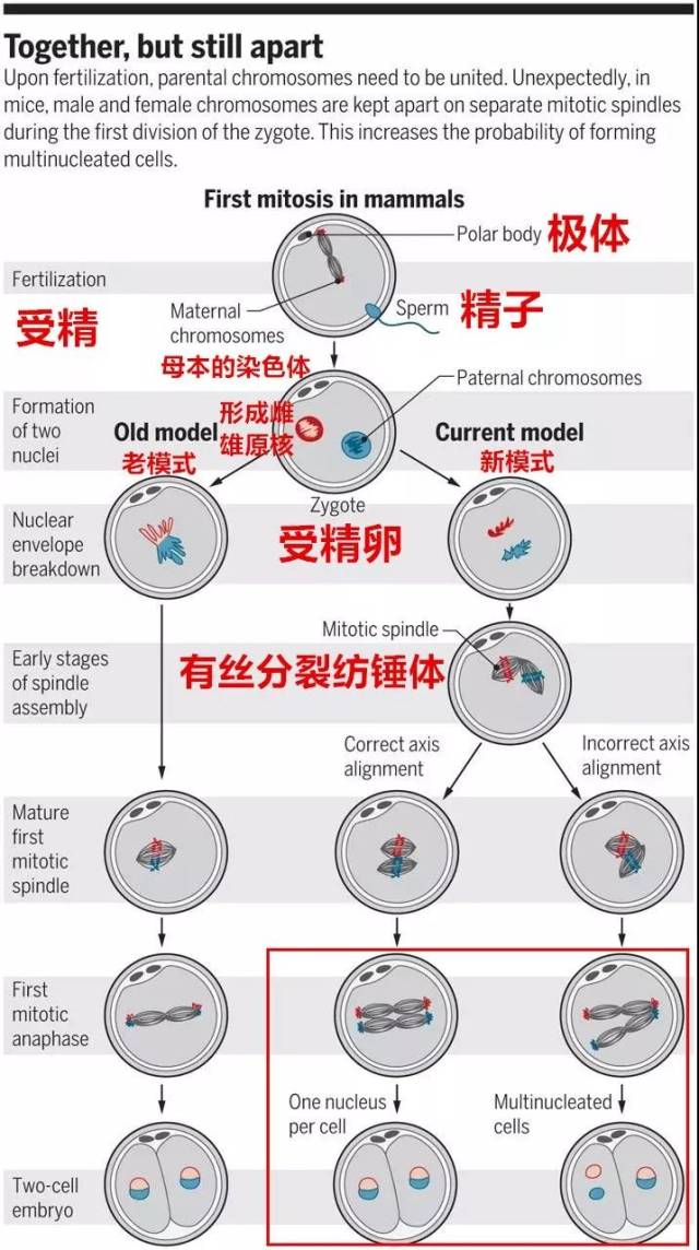 受孕全过程方法图片