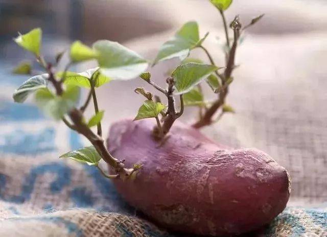 紫薯发芽了还能吃吗图片