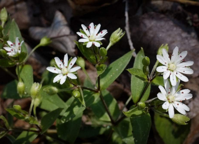 小麦田繁缕(牛繁缕)识别及防除技术