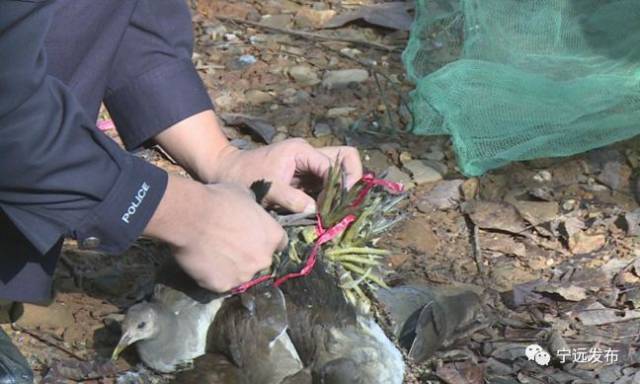 永州有人醉心"打野味"竟然盯上国家森林公园!