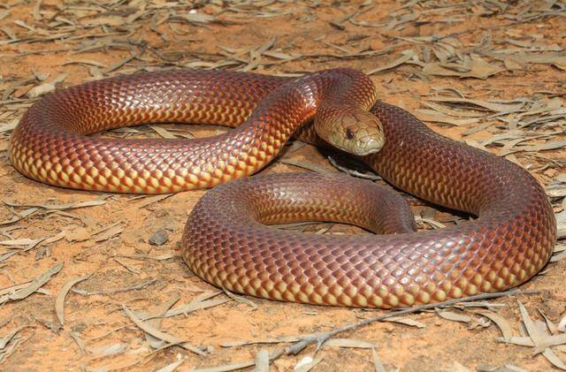 世界十大毒蛇之一的棕伊澳蛇,是澳洲分布最广的毒蛇!