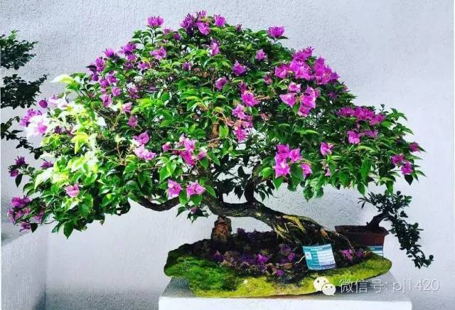 这三种花树盆景,你一定会喜欢.