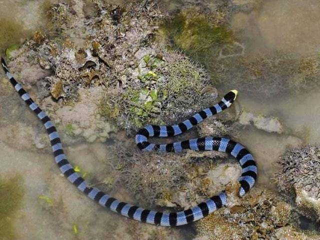 灰蓝扁尾海蛇(学名laticauda colubrina)