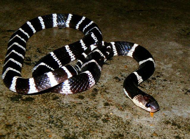 银环蛇(bungarus multicinctus)