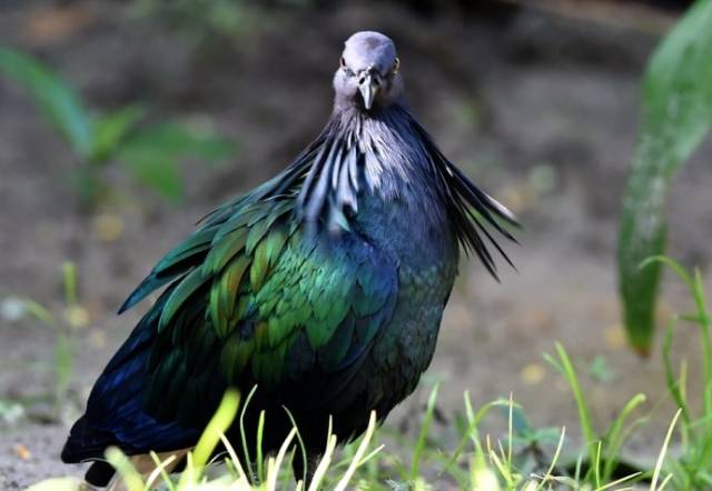 世界最美的大鸽子拥有世界最美的羽毛濒临绝种只剩1000只