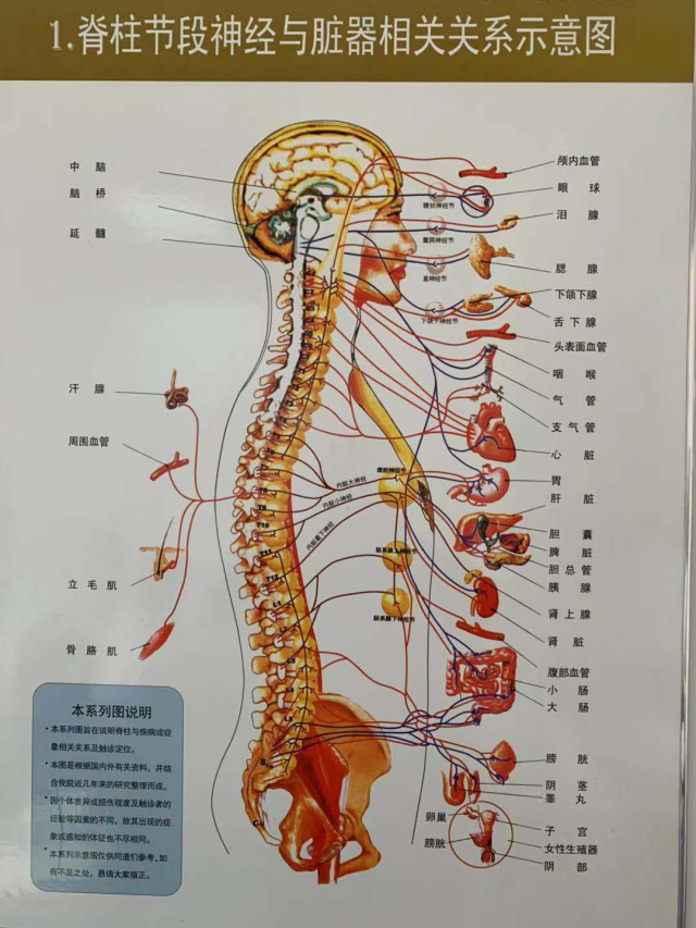 人体腰部疼痛对应器官图片