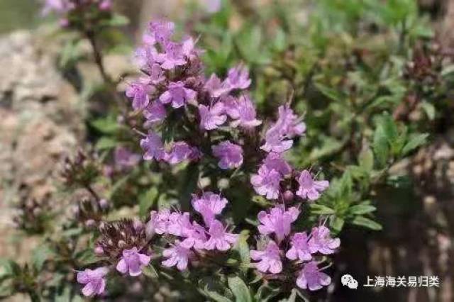 植物土麝香的图片图片