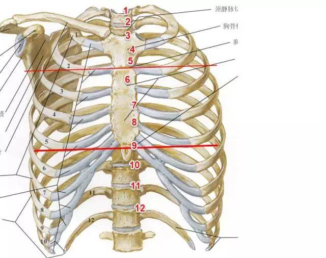 胸腔图片结构图骨骼图片