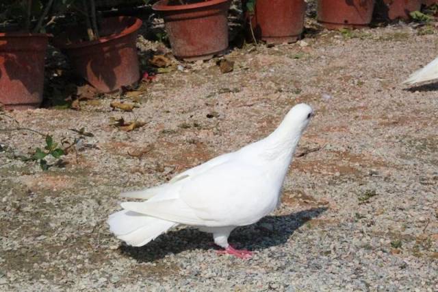 不仅花开成海,还有土拨鼠乐园, 白鸽广场,兔子园,鸵鸟园等动物天地