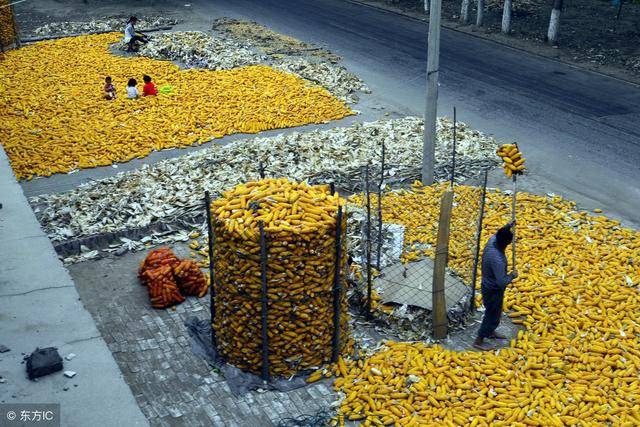 "冬雪一层面,春雨满囤粮"!老农的话,可测来年收成