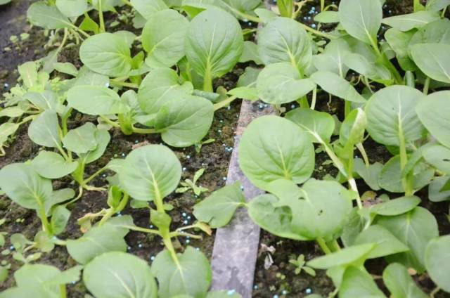 观摩地点位于嵊州市普惠蔬菜专业合作社内,建立了青菜,芹菜,冰菜,甘蓝