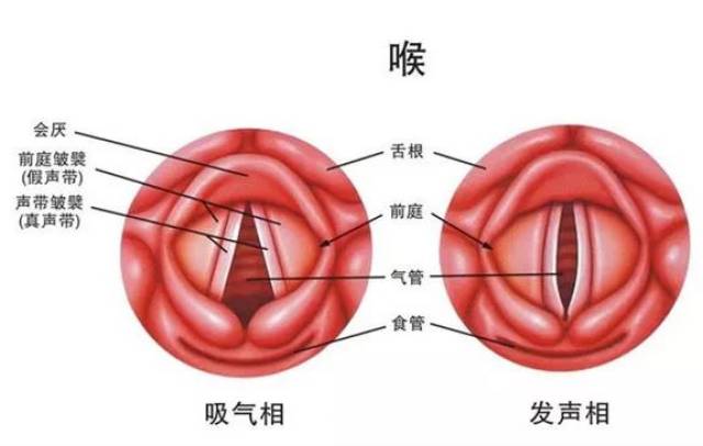 声带长什么样图片