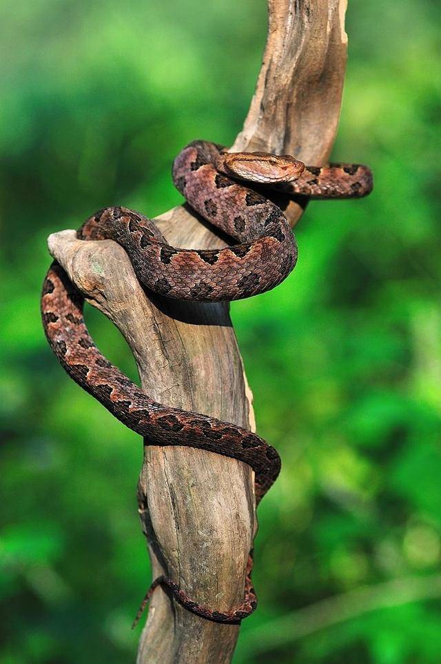 中国毒蛇第一名图片