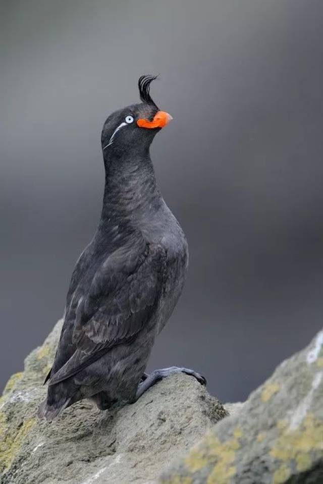 这些沙雕鸟儿也太好笑了哈哈哈哈哈哈哈:侧颜杀手啊!