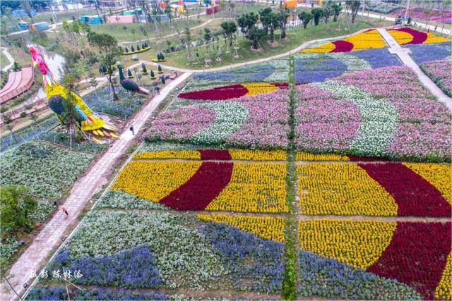 庙会摄影 | 小榄镇"金秋菊影"摄影大赛,这里的美好由你记录_手机搜狐