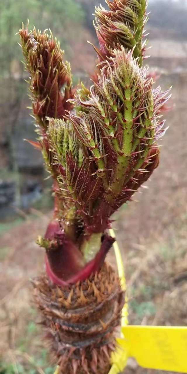 剛發芽的刺老包毅然辭職重拾內心的