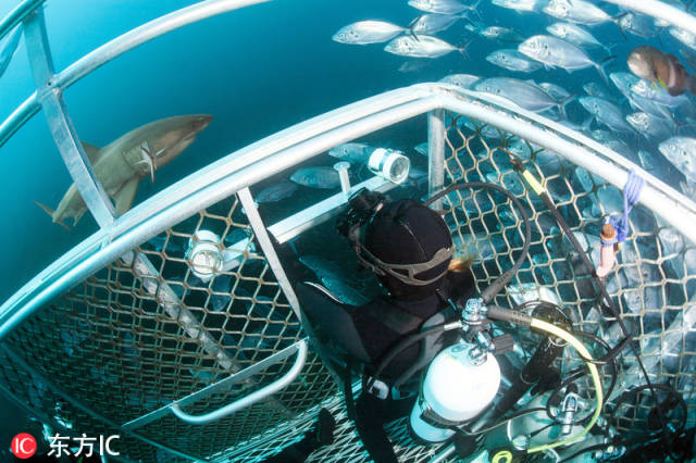 摄影师将胳膊伸出防鲨笼拍摄 场面惊险让人捏汗