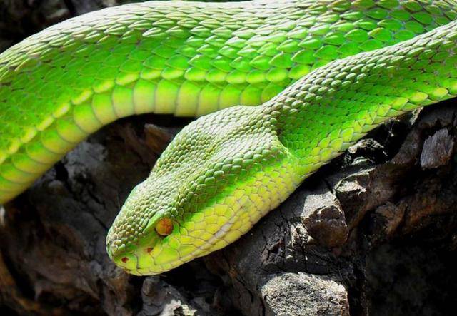 中国十大毒蛇之一的白唇竹叶青,颜色很艳丽有较强毒性要小心!