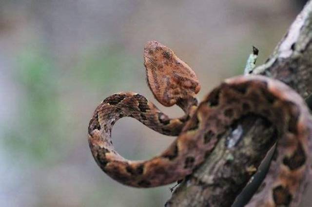 中国十大毒蛇之一的原矛头蝮毒性很强的尖头蛇看着就吓人