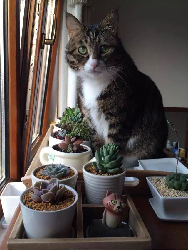 植物花猫的养殖图片