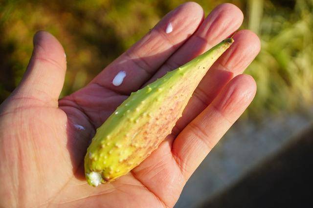 这野果长得像羊角,小时候经常吃,殊不知全身是宝,消炎有特效