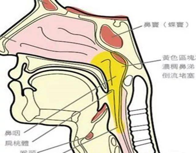 痰在什么位置图片,肺的位置在哪里图片,肾在哪个位置图片_大山谷图库