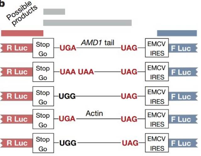 AMD1 mRNA翻译进程中的分子计时器 | 