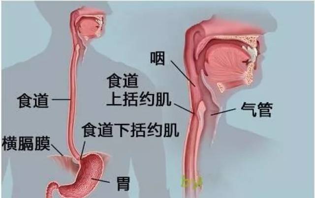 食管,亦称食道食管是消化管道的一部分,平时呈扁平状,当有食物通过时