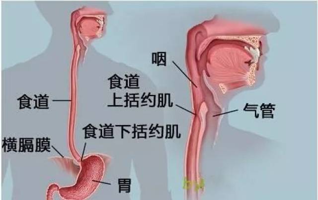 食道示意图片大全图片