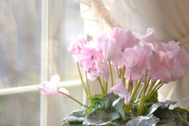 塞浦路斯国花:花间蝶影 遗世仙姝