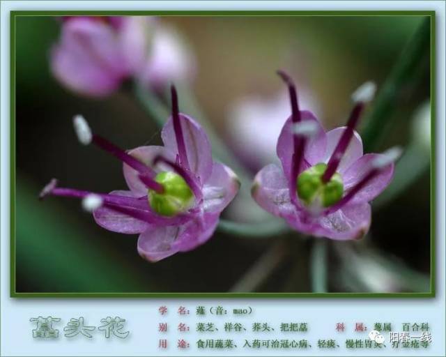 村里成片的藠头开始进入盛花期,一垄垄排列整齐的藠头,顶端一朵朵紫色