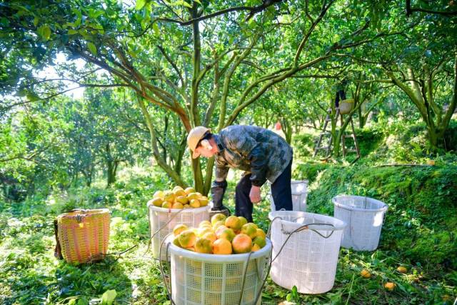 青年红色筑梦之旅 | "船政交通果园"芦柑采摘记