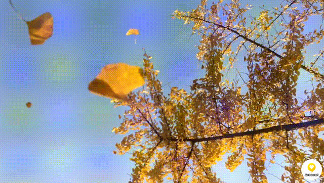 风吹过时,落下的叶子,就像是身穿黄色裙摆的人,在空中起舞